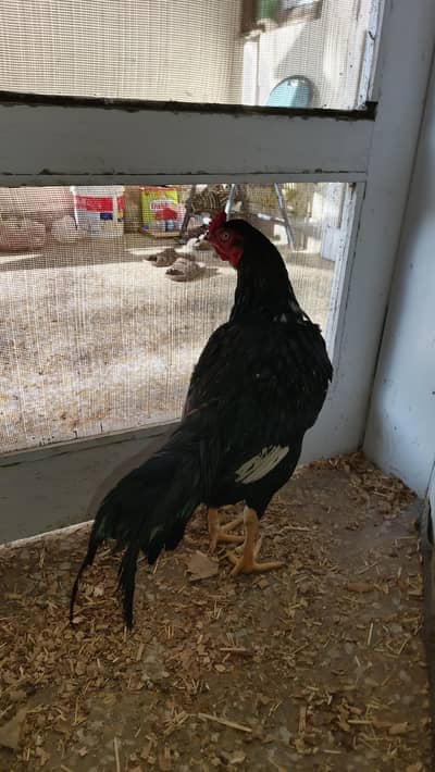 ASEEL CHICKS | BUDGIES PARROT| ASEEL MURGHA | HEN