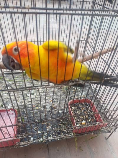 Sun conure male