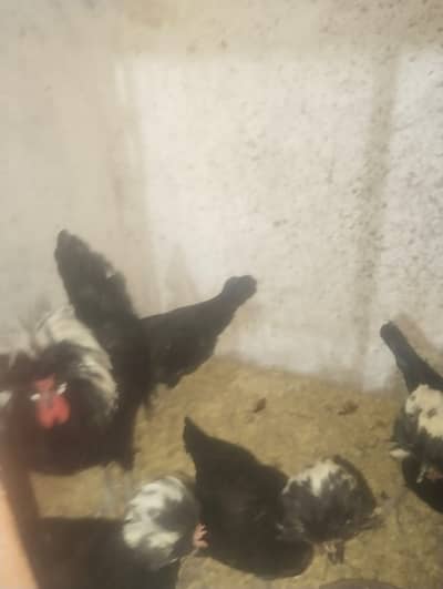 aseel | thai aseel |  Vietnam | polish | Silkie |Rosecomb |buff |hens