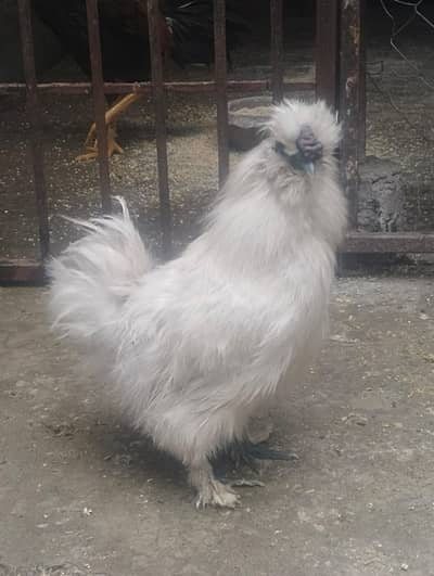 aseel | thai aseel |  Vietnam | polish | Silkie |Rosecomb |buff |hens