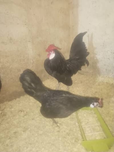 aseel | thai aseel |  Vietnam | polish | Rosecomb | buff |Fancy hens