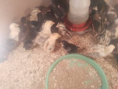 aseel chicks | thai aseel | thai & Vietnam murgha | buff |Fancy hens