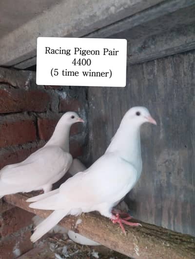 Toli| High Flyer | Shirazi | Lakhy Pigeons | Full Breeder | Low Cost