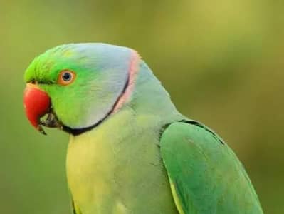 Trained talking parrot