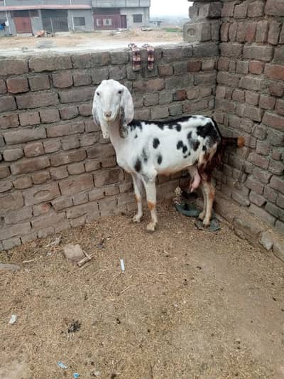 betal bakri Sath 2bachy 1nar 1mada