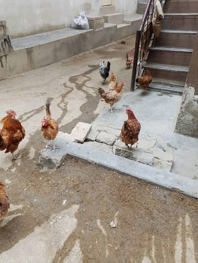 egg laying healthy misri hens