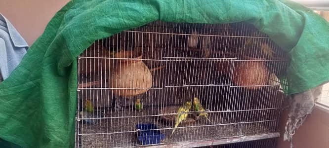 Two Cages For Sale Single Cage & Partetion Cage For Sale