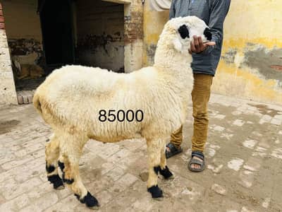 Kajla or mundhra dumba sale k lia available hain