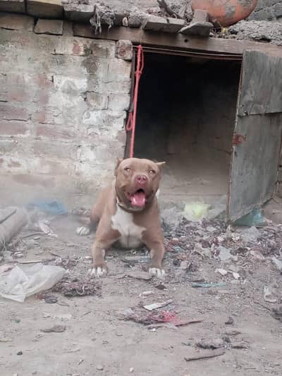 pitbul