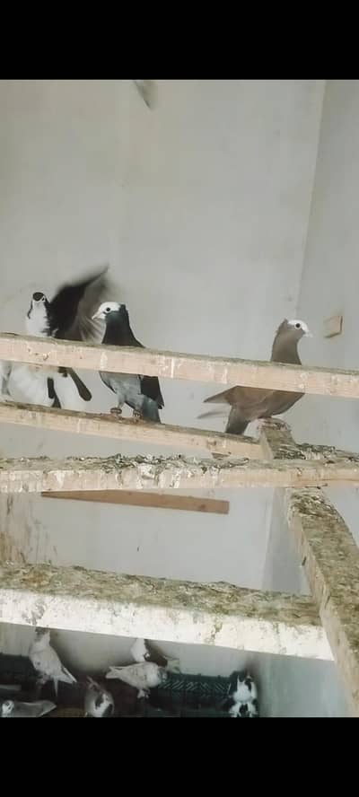 all funny pigeon available