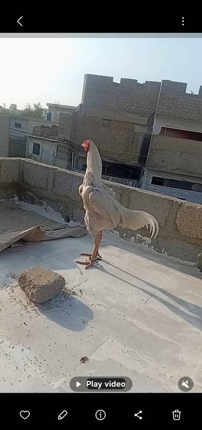 very long height aseel male