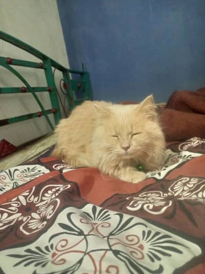 persian cat brown color