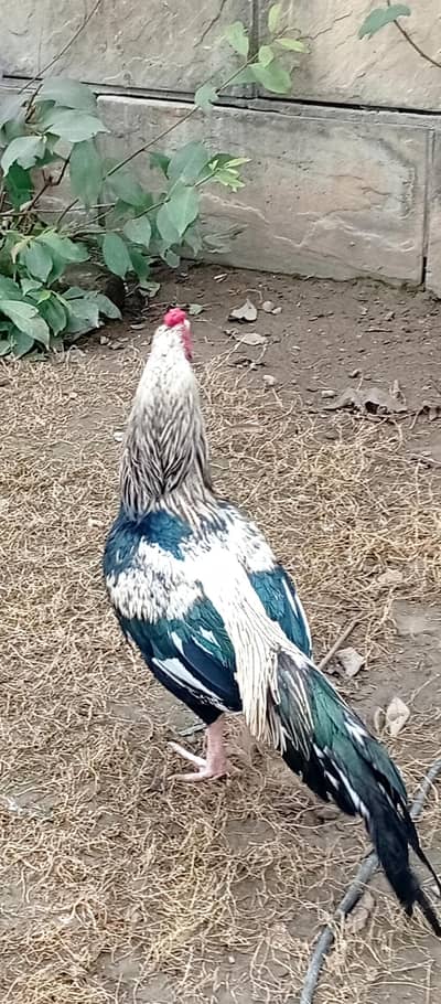 desi marga and morgy