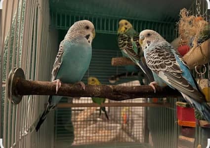 Lovebird buggies parrot