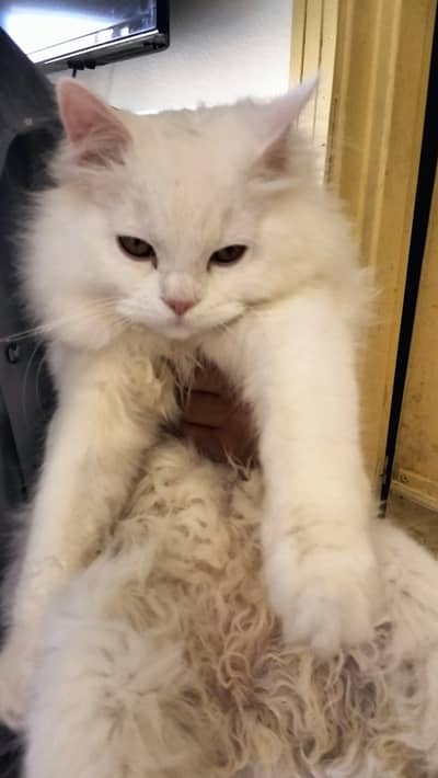 Snow White Persian male cat | 8 months | Fully vaccinated