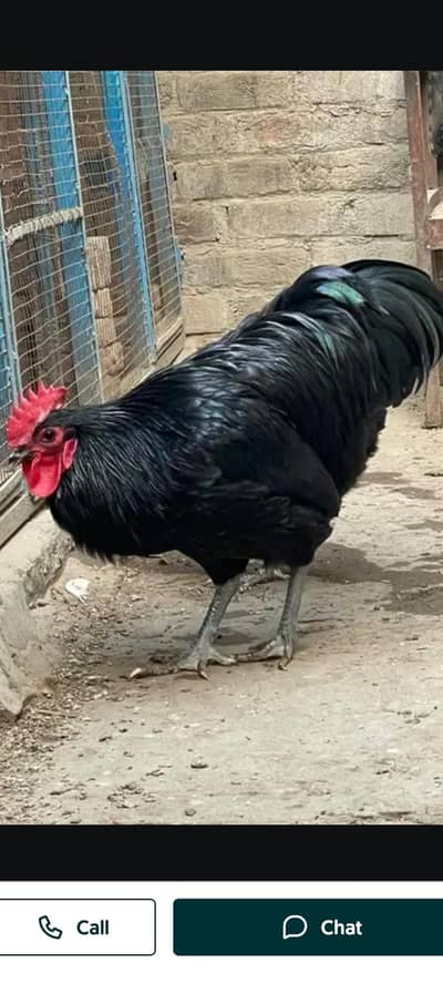 Australorp heritage yang male foresale