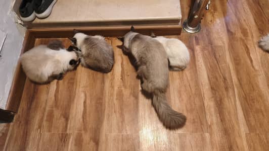 Siamese Cats for sale in Rawalpindi
