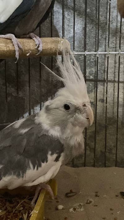 common grey parrot | cockatiel | breed ke liye ready