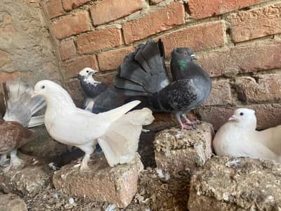 Indian Lucky Pigeons for Sale | Healthy & Beautiful Pair