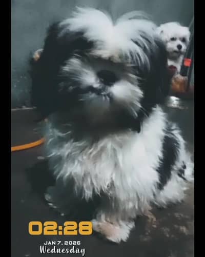 pedigree line Shihtzu puppies available for sale punch face