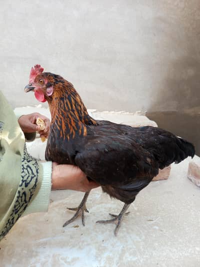 Aseel pairs for sale