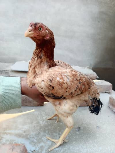 All Aseel pairs for sale