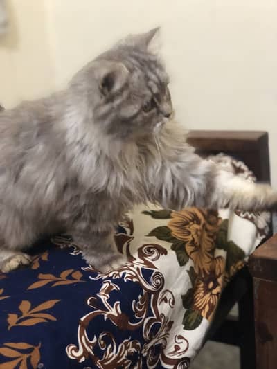 grey clour fully kitten tripl cod