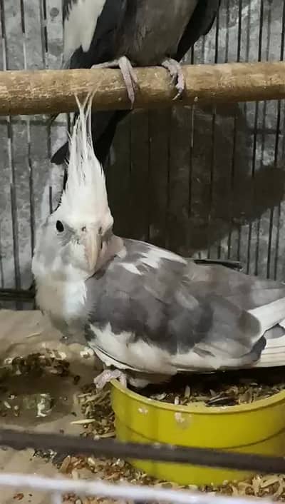 cockatiel male | common grey | breeding ke liye tyaar