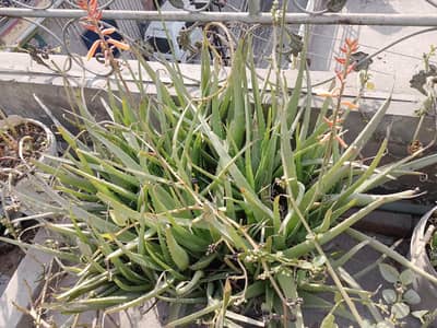 alovera plant for sale