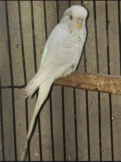 Fallow Breeder Female