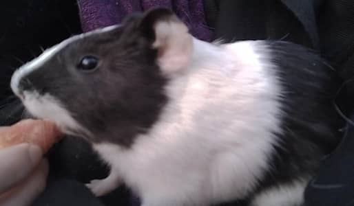 Guinea exchange with other animals is possible