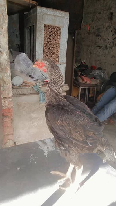 band gadi aseel  murgi  bohot mazbot ha