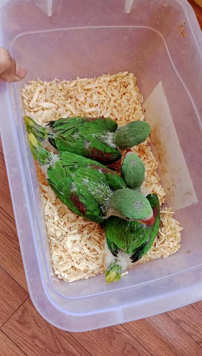 Raw Kashmiri Pahari Chicks