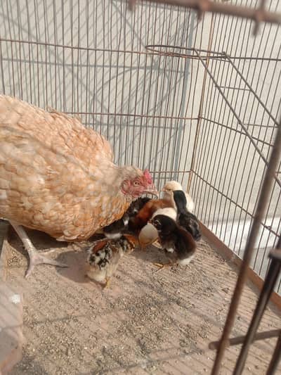 Urgent sale mianwali and jawa chicks