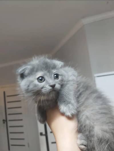 Scottish fold kittin for sell. 0313 4935014