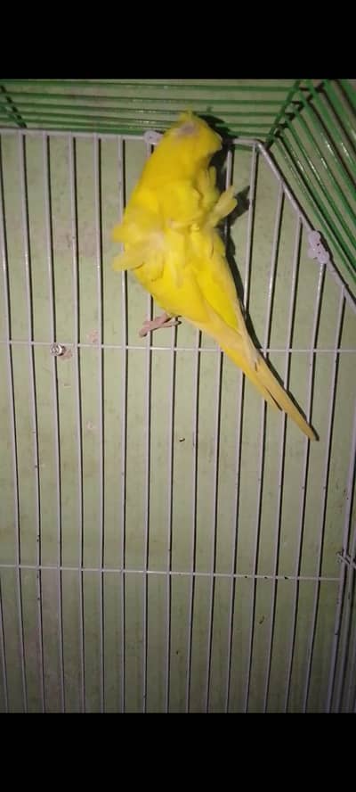 hogoromo double flower