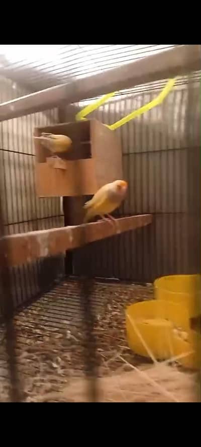 lady gouldian finches lutino