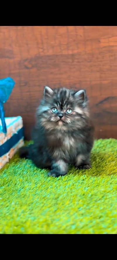 Persian kitten triple long coat and littler Trend/0331/7823482/