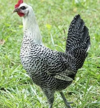 Fayomi and dhandharvi chicks