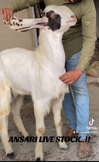 PATER MALE PUNCH KASSI  RATE FINAL HAI Read DISCRIPTION FIRST