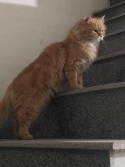 Wp 03709686454  pair  available for sale