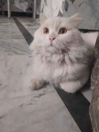 Wp 03709686454  persian pair double cort available for sale