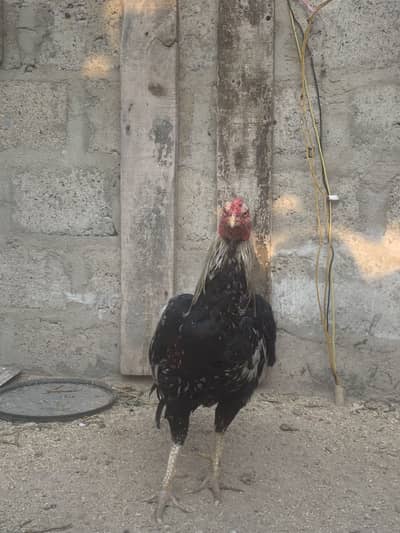 Aseel java murga ha hohot acha hai