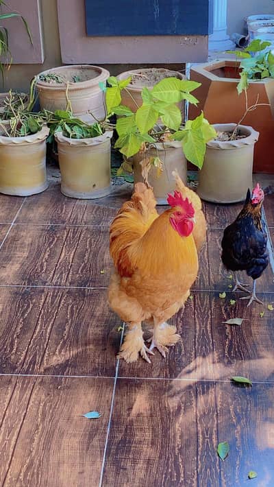 Golden Buff Hens For Sale
