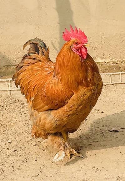 Golden Buff Hens For Sale