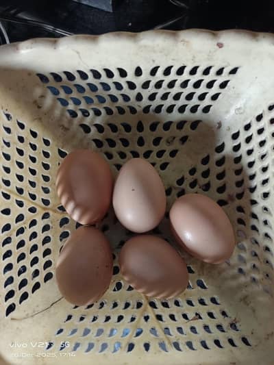 oh white shamoo eggs