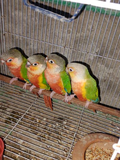 Yellow Sided Conure