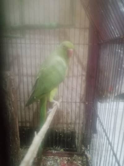famale parrot