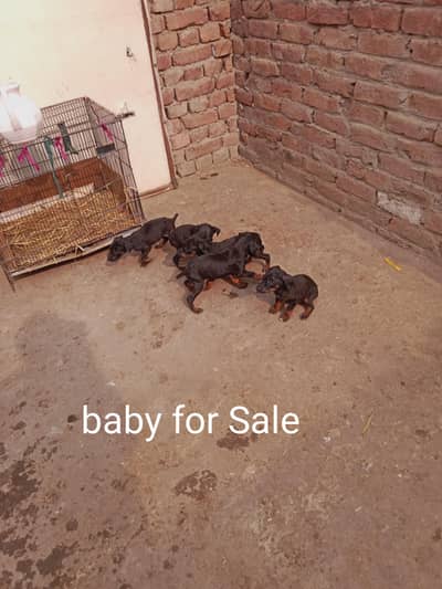 Doberman dogs puppies 6 puppy