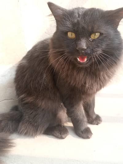 Persian cat full black colour